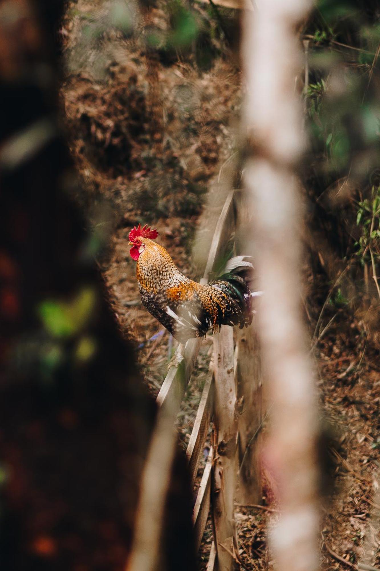Floresta Secreta- Pousada Cachoeira Da Neve Urubici Zewnętrze zdjęcie